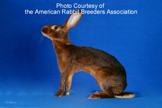 Belgian Hare