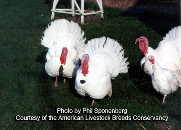 Beltsville Small White turkeys