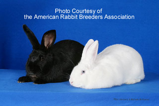 Beveren Rabbits