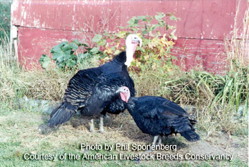 Black turkeys