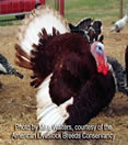 Bourbon Red turkey