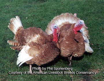Buff Turkeys; Photo by Phillip Sponenberg; Provided by ALBC.