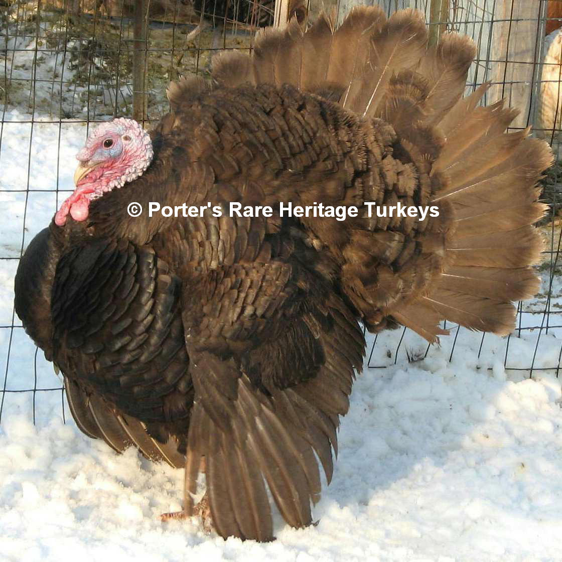 Chocolate turkey