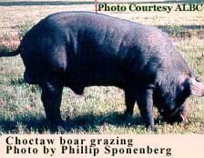 Choctaw boar grazing - photo by Phillip Sponenberg
