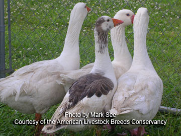 Cotton Patch Geese