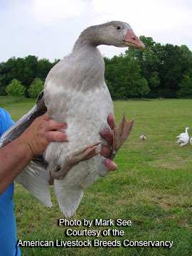 Cotton Patch goose