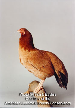 Cubalaya hen