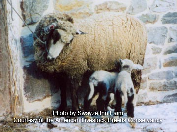 Hog Island ewe and lamb - photo by Marhsall Sheetz