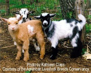 Nigerian Dwarf Goat Kids