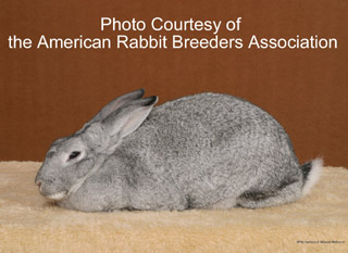 Giant Chinchilla Rabbit