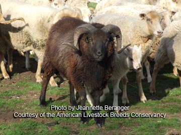 Hog Island ewe and lamb - photo by Marhsall Sheetz