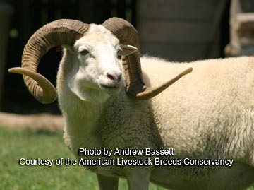 Hog Island sheep - photo by Peg Childress