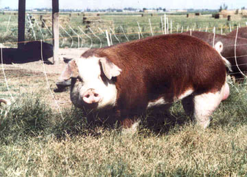Hereford Hog