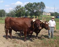 milking shorthorn