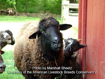 Hog Island ewe and lamb - photo by Marhsall Sheetz