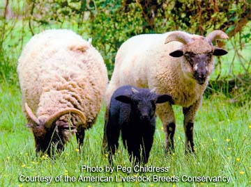 Hog Island sheep - photo by Peg Childress