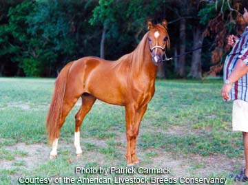 Caspian horse - photo by Patrick Carmack