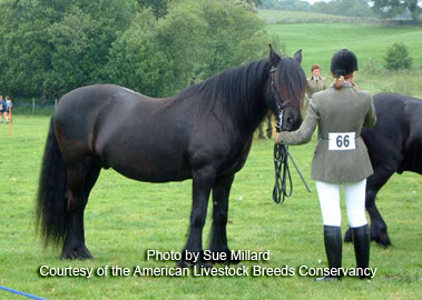 fell pony, photo by Sue Millard