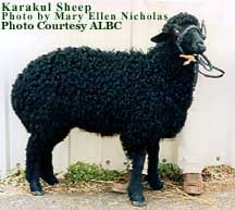 Karakul Sheep; Photo by:Mary Ellen Nicholas