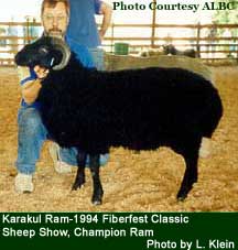 Karakul Sheep - photo by L. Klein