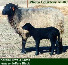 Karakul sheep - photo by Jeffery Black