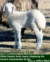 Karakul lamb - photo by Jeffery Black