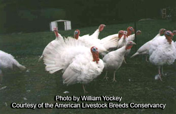 Midget White Turkeys