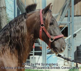 Mountain Pleasure Horse