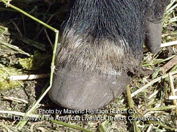 mulefoot hoof