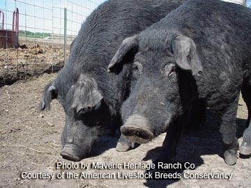 mulefoot hogs