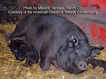 mulefoot sow