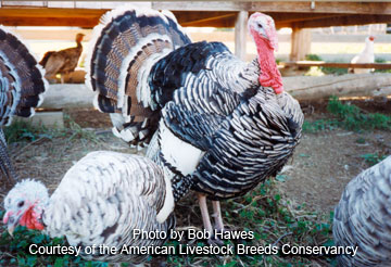 Narragansett turkeys