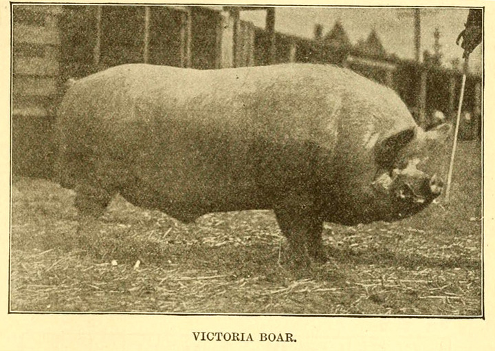 Curtis Victoria