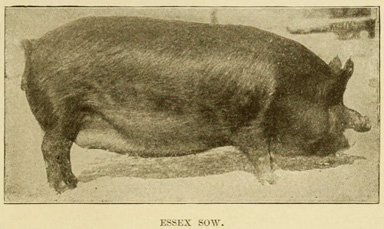 Essex