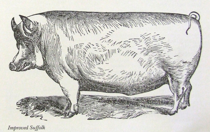 Suffolk