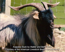 Arapawa goat
