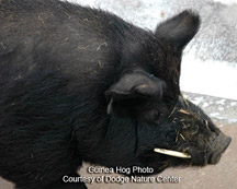 Guinea Hog