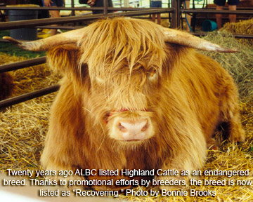 Highland cattle