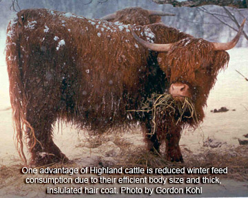 Highland cattle