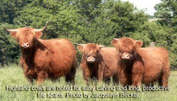 Highland cattle