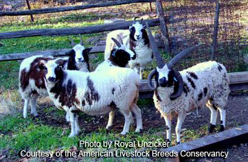 Jacob Sheep