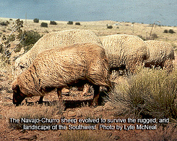 Navajo-Churro flock