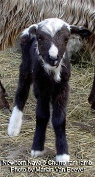 Navajo-Churro Lamb