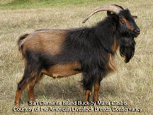 San Clemente goat