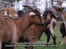Spanish Goat