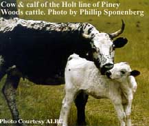 piney cow and calf