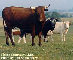 Piney Woods cows - photo by Phil Sponenberg