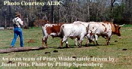 Piney Woods Oxen
