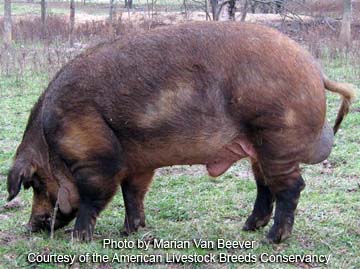 Red Wattle boar - photo by Marian Van Beever