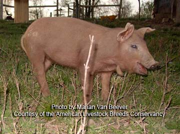 Red Wattle piglet - photo by Marian Van Beever
